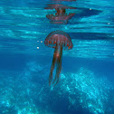 Jellyfish