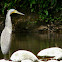 Bare-throated Tiger Heron