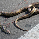 San Diego Gopher Snake