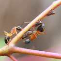 leaf hoppers