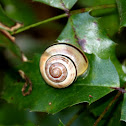 Grove Snail