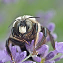 Eastern carpenter bee subspecies