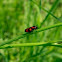 Cicada