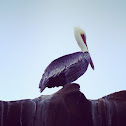 Peruvian Pelican