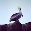 Peruvian Pelican