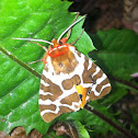 Garden Tiger Moth