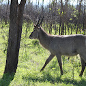 Waterbuck