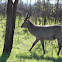 Waterbuck