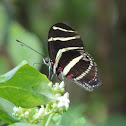 Zebra Longwing Butterfly