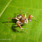 Jumping Spider