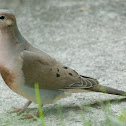 Mourning Dove