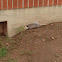 Opossum