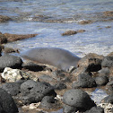 Hawaiian monk seal