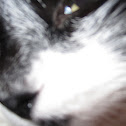 Rosy(domestic cat)