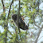 Barred Owl