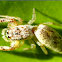 Salticidae