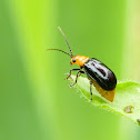 Leaf beetle