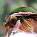 Polilla , Green velvet moth