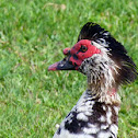 Muscovy Duck