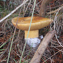 King bolete; porcini