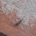 Unknown Insect
