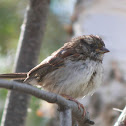White-Throated Sparrow