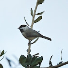 Carolina Chickadee