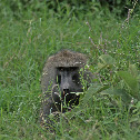 Olive Baboon