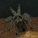 Tarantula