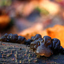Black witches' butter
