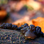 Black witches' butter