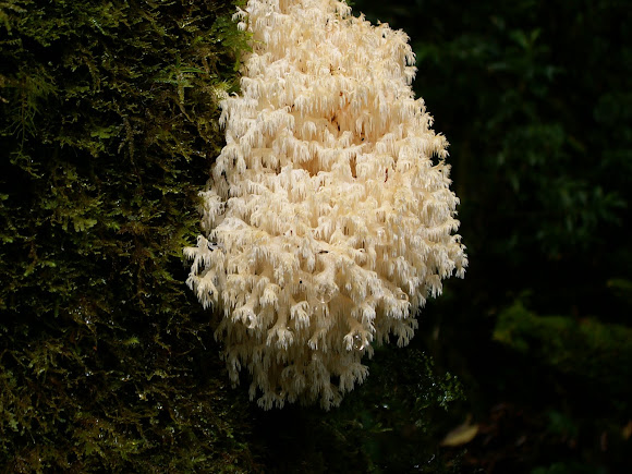 Spotting Image 1