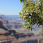 One-seed Juniper