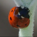 Seven-spotted Ladybug
