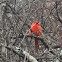 Northern Cardinal