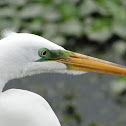 Great Egret W/ Mating Mask