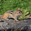 Eastern Chipmunk