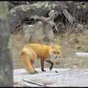 Red Fox