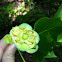 Tulip Poplar