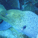 Giant moray