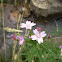 Florecilla rosa