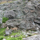 Chamois