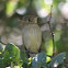 Hammond's Flycatcher