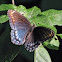 Red-spotted Purple