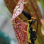 Black & Yellow Mud Dauber