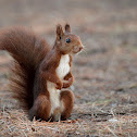 Ardilla roja (Red squirrel)