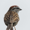 Chipping Sparrow