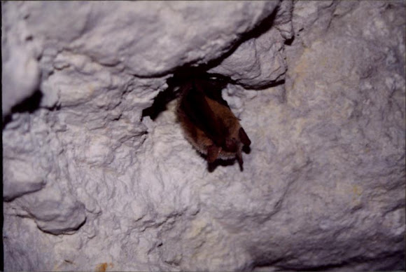 Spotting Image 1