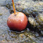 Red Sea Fruit