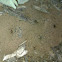Ant hill